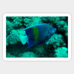 angel fish Sticker